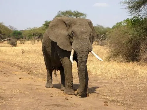 Mujer muere aplastada por un elefante en safari de Zimbabue