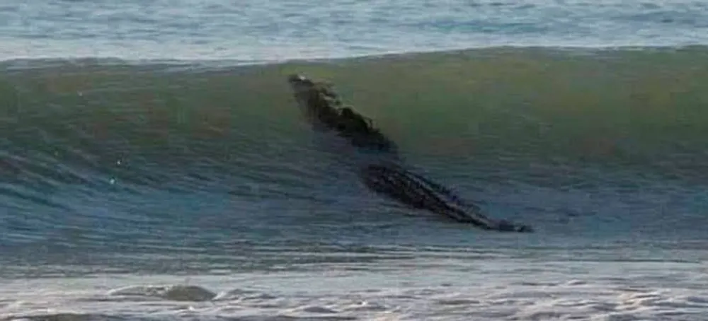 VIDEO Encuentran cocodrilo en La Quebrada de Acapulco