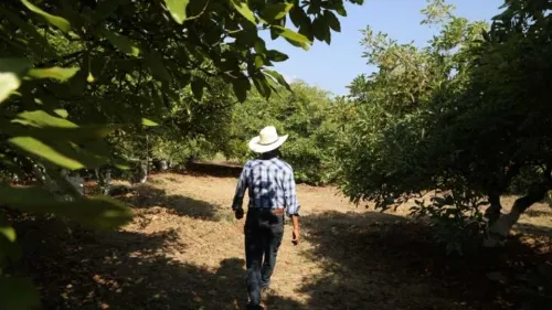 Viajarán a Canadá 200 trabajadores agrícolas de Puebla