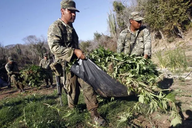 Crecen plantíos de mariguana en zonas urbanas