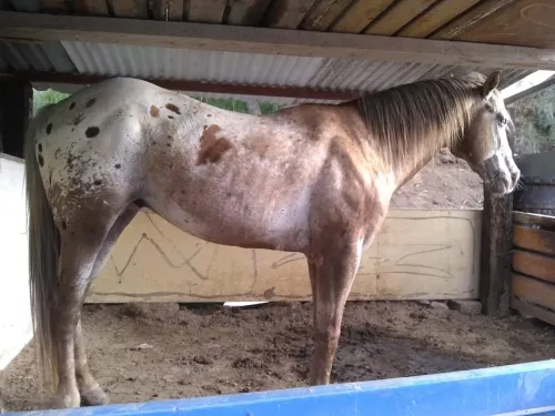 A punta de pistola roban caballos en la México-Puebla