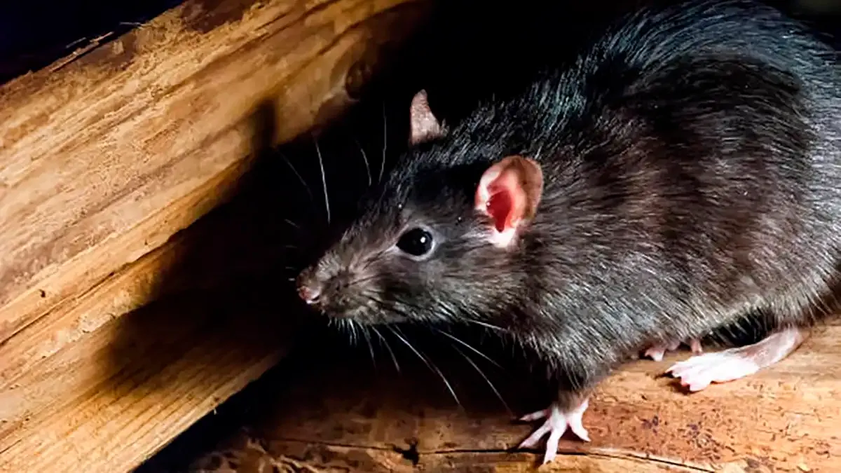 rata