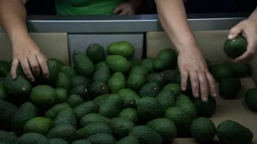 México mandó más aguacate a China en 6 meses que en todo 2017