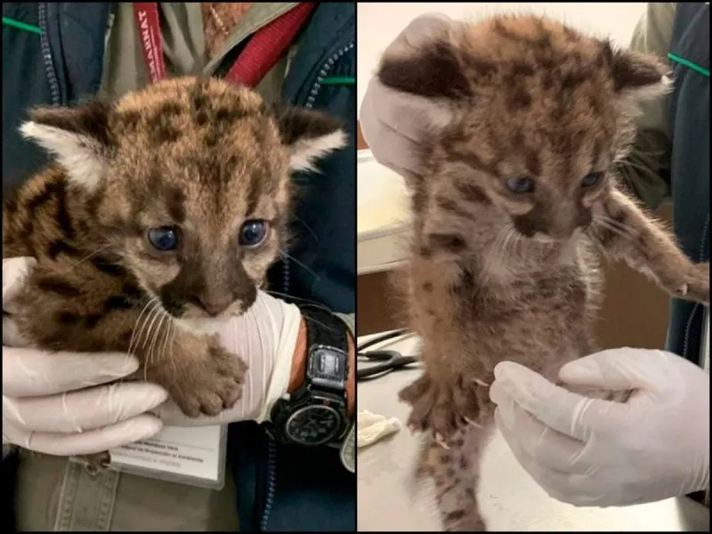 Son de puma las crías rescatadas en Hidalgo