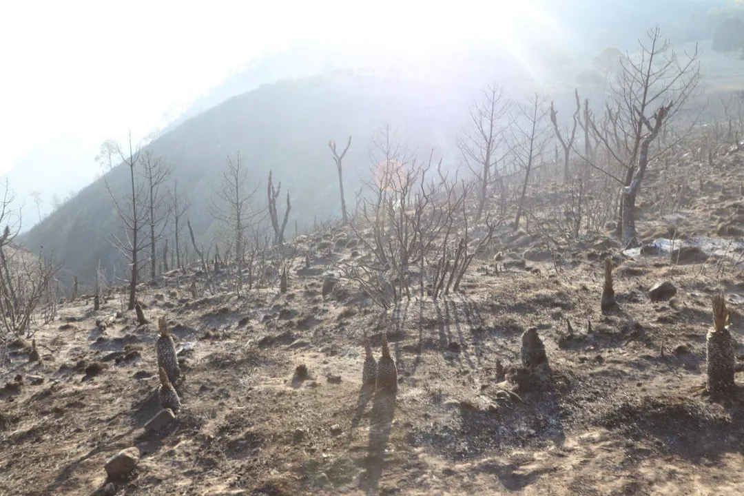 Incendio Forestal Libres