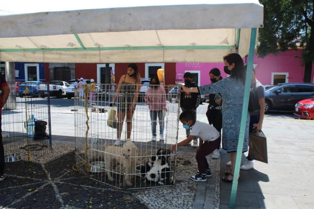 Adopción perros