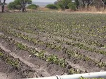 Sin reporte de afectaciones en la agricultura por las heladas: SDRSOT