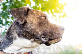 Niño de cuatro años es atacado por perro pitbull en Acatlán de Osorio; su madre resulta herida al rescatarlo