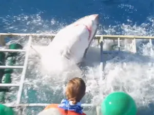 Video: Gran tiburón blanco destruye jaula con buzo adentro