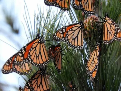 Definen protocolos sanitarios para santuarios de Mariposa Monarca