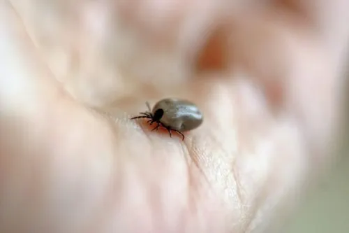 Alerta en China por virus transmitido por garrapatas; van siete muertos
