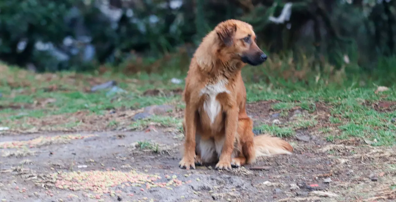 Perros Relleno Sanitario