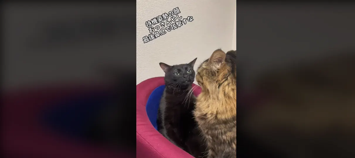 meme gatito