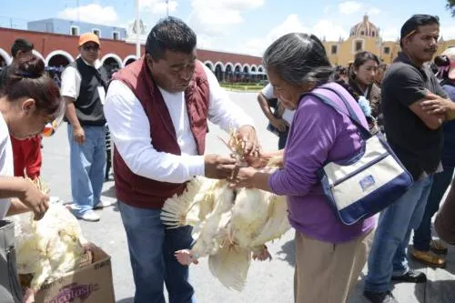 Reciben gallinas ponedoras 500 familias de San Pedro Cholula