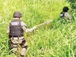 Elementos de la Gendarmería buscan a jóvenes de Veracruz