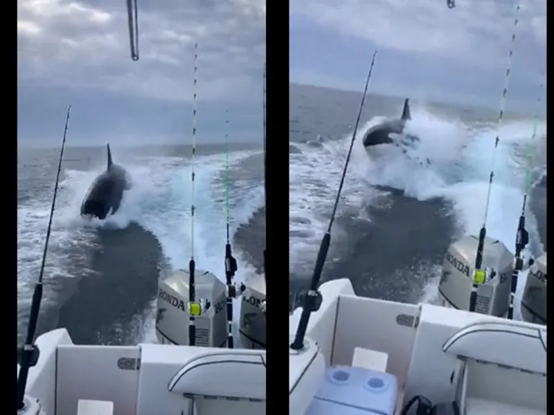 Orca sorprende a turistas en Sinaloa