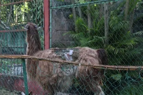 Denuncian en redes abandono de zoológico en Veracruz