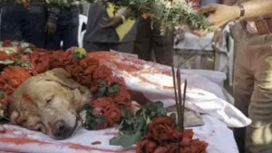 Fallece Zanjeer, labrador que salvó miles de vidas en 1993