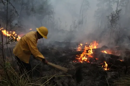 Liquidados seis incendios forestales en las últimas horas: Protección Civil Estatal