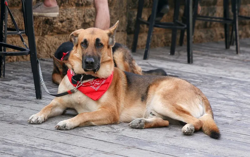 Cafés de animales