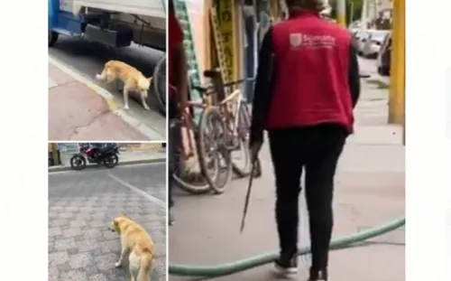 Denuncian maltrato a perros callejeros en Tecamachalco