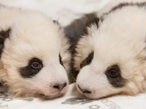 Difunden ‘tiernas’ imágenes de cachorros de panda gemelos