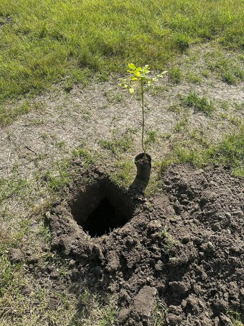 ayto-pue-reforestacion-raices-del-futuro