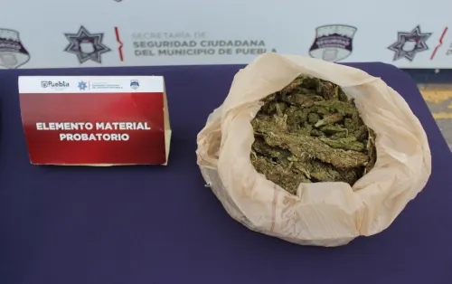 Aseguró unidad canina de la policía municipal de puebla más de un kilogramo de posible marihuana