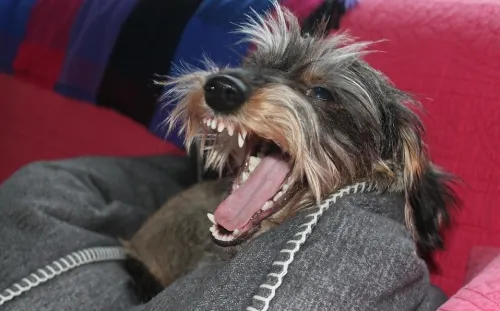 Detectan en EU enfermedad de perros que se transmite a humanos