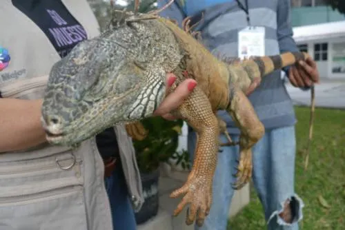 Profepa libera en su hábitat a ejemplar de iguana verde, en Colima