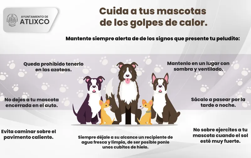 Bienestar Animal Atlixco te invita a cuidar a tus mascotas durante esta temporada de calor