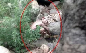 Captan en China supuesto “monstruo” en un río