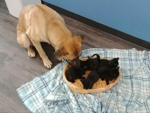 Perrita callejera salva a gatitos de morir de frío en Canadá