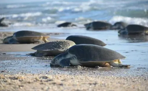 Las tortugas podrían ayudar a medir la temperatura del mar