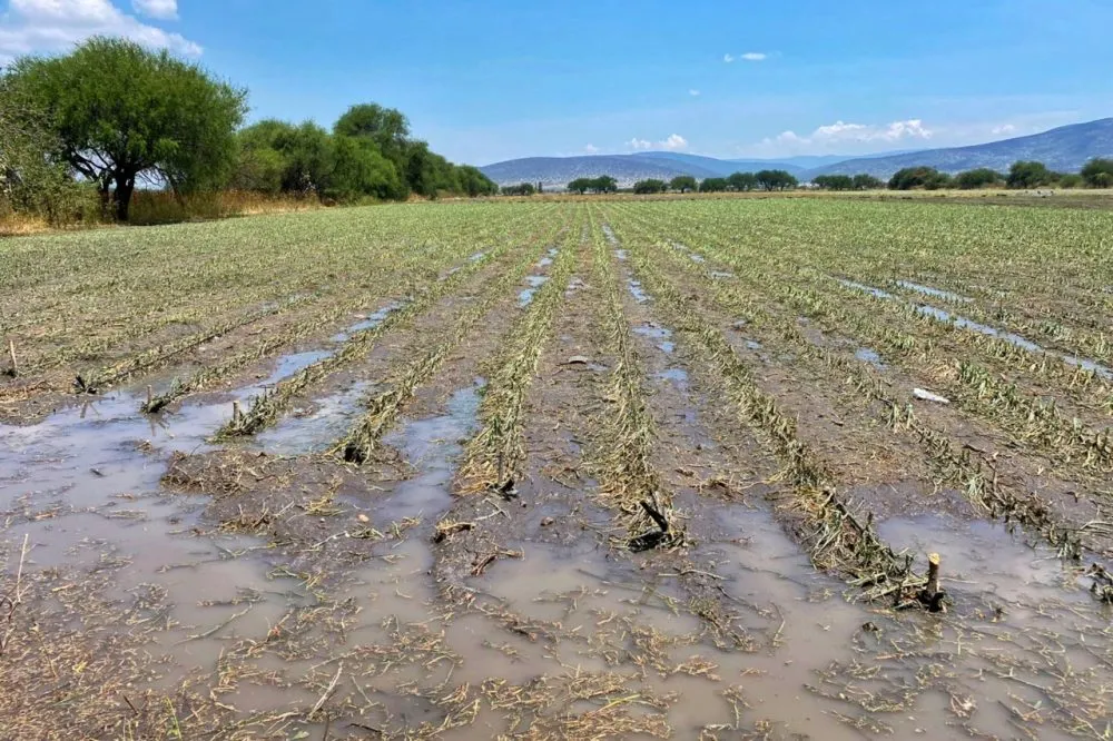 Cultivos granizada