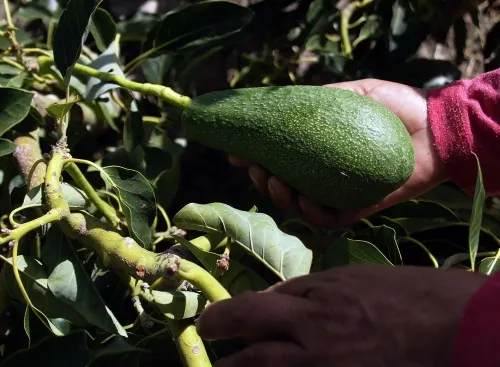 Buscan SDR denominación de origen para amaranto, chile poblano criollo y aguacate fuerte