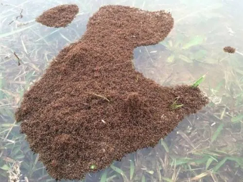 Video: Las sorprendentes hormigas que sobrevivieron a “Harvey”