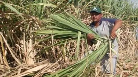 Venta de Ingenio de Atencingo afectará a 10 mil familias: Gordillo
