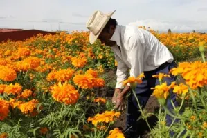 Producción de flor de cempasúchil fue histórica este 2013