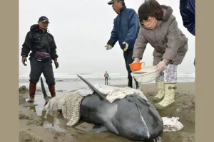Unos 150 delfines aparecen varados en costa de Japón