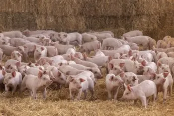 El bienestar animal, fundamental en procesos productivos de Altosano-Granjas Carroll