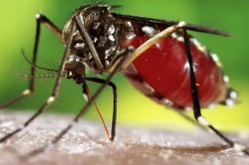 Suman 79 casos de dengue en el estado de Puebla