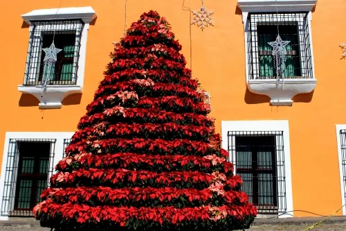 Instalan en Casa Aguayo Árbol de Navidad de Nochebuena