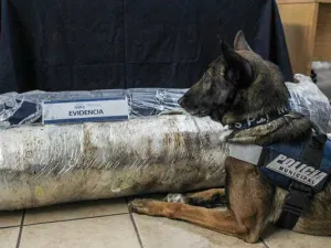 Perro policía en Puebla detecta 45 kilos de mariguana en la CAPU