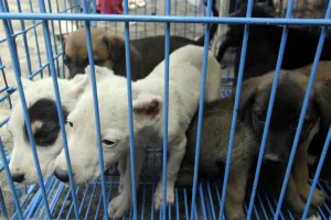Maltrato animal puede llevar hacia la agresión contra humanos: especialista
