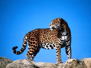 Colocarán cámaras para comprobar paso del jaguar por Puebla