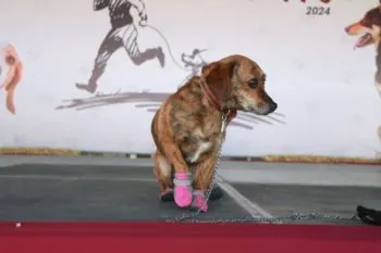 Ariadna Ayala te invita a la carrera “Patitas Fugaces 2025” ¡corre, salta y celebra con tu peludito!