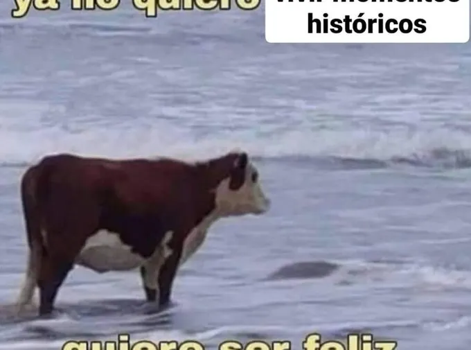 Imagen 6