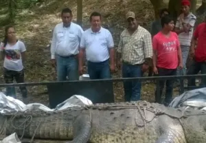 Rescatan en Chiapas un lagarto real de reserva La Encrucijada