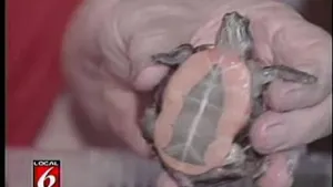 Virgen de Guadalupe aparece en la panza de una tortuga